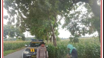 Anggota polmas /Bhabinkamtibmas desa bluluk melaksanakan pendampingan pada masyarakat antara lain dalam menanam tanaman pangan bergizi, Cabai, terong, tomat dan jagung.