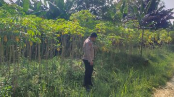 Kegiatan monitoring P2B Dalam upaya dukung ketahanan pangan bergizi di wilayah sukodadi.