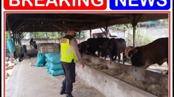 Polsek brondong laksanakan giat patroli P2B Dukung Swasembada pangan nasional.