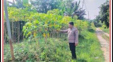Polsek Sukodadi monitoring P2B, Upaya mendukung ketahanan pangan bergizi Nasional.