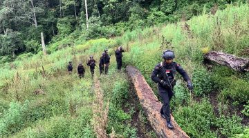 Sinergi Brimob Aceh dan Tipidnarkoba Bareskrim Mengalir dalam Operasi Ladang Ganja yang Menembus Medan Sulit Gayo Lues